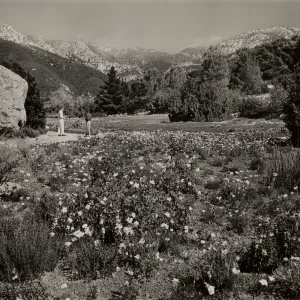 The Strawberry Meadow, © Josef Muench