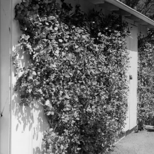 Espaliered Rhus integrifolia