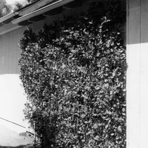 Espaliered Rhus integrifolia