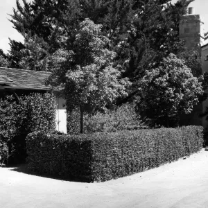 Courtyard view, lemonade berry hedge and espalier, before 1963