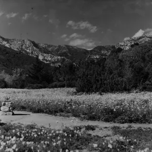 SBBG Meadow with Sundial