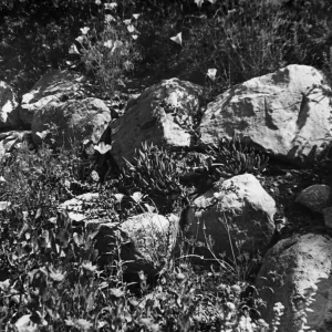 plants and boulders along the Campbell Trail, SBBG