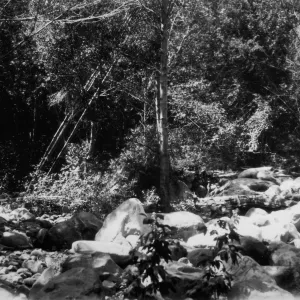 Mission Creek, Canyon Section, SBBG