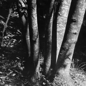 tree trunks, Canyon Section, SBBG
