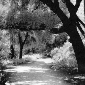 Canyon Trail, SBBG