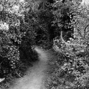 Canyon Section, SBBG