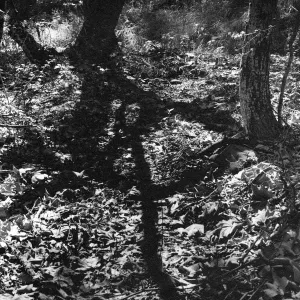 Canyon floor, sycamore leaves