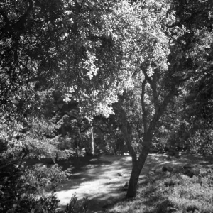Canyon Section, SBBG