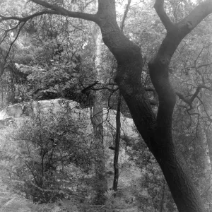Tree in fog, Canyon Section, SBBG
