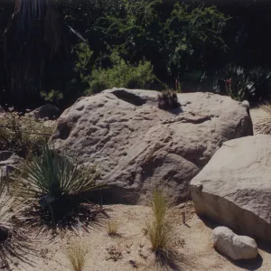 Desert Section, SBBG