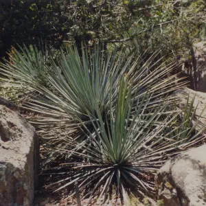Desert Section, SBBG