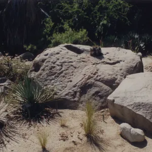 Desert Section, SBBG