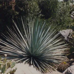 Desert Section, SBBG