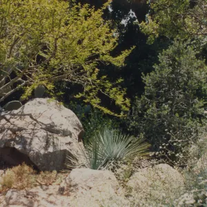 Desert Section, SBBG