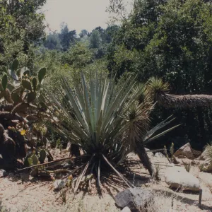 Desert Section, SBBG