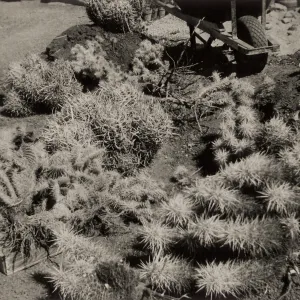 Desert Section, SBBG