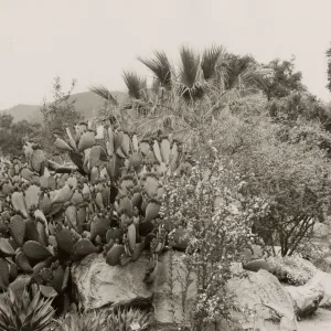 Desert Section, SBBG