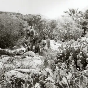 Desert Section, SBBG