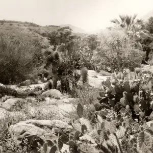 Desert Section, SBBG