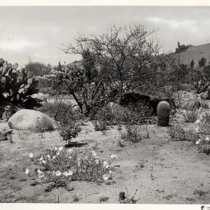 The Desert Section, SBBG