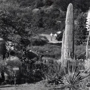 couple walking toward the Desert Section, SBBG
