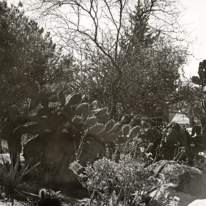 The Desert Section, SBBG