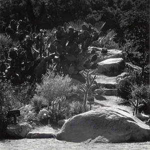 Desert Section, 1960