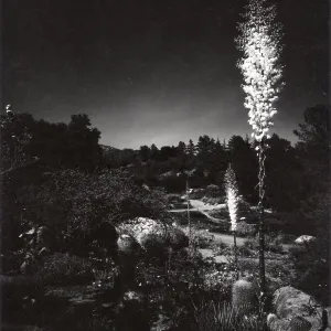 Yuccas Glow Like Torches, night photography