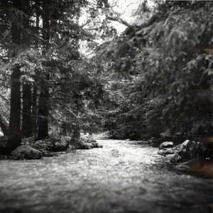 Mission Creek after the Coyote Fire, SBBG