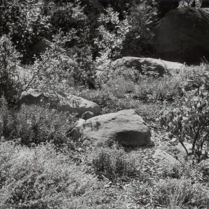 Manzanita Section, perennial border bed