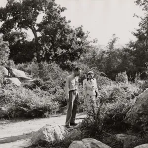 Ceanothus Section, spring bloom