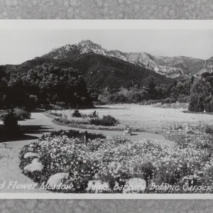 Wild Flower Meadow, SBBG postcard