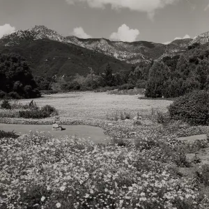 Meadow, © Josef Muench