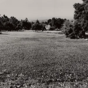 SBBG, Strawberry Meadow, Channel Island View, © Josef Muench
