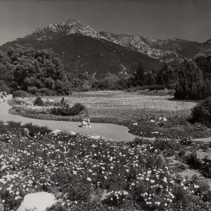 SBBG, Strawberry Meadow, mountain view