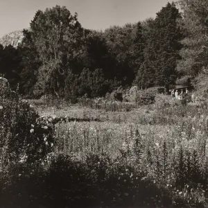 SBBG, Meadow - A Moment of Spring