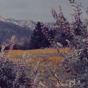 SBBG Meadow, mountain view California Poppy (Lupin)