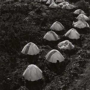 SBBG Meadow, paper cap propagation