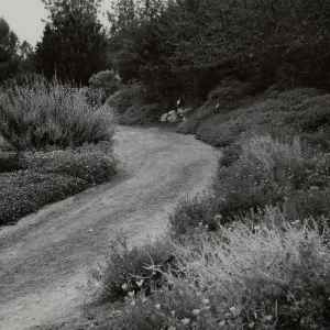 SBBG Meadow path