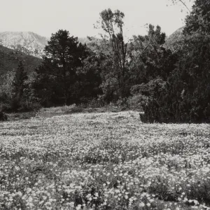 Meadow view, SBBG