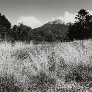 Meadow, SBBG
