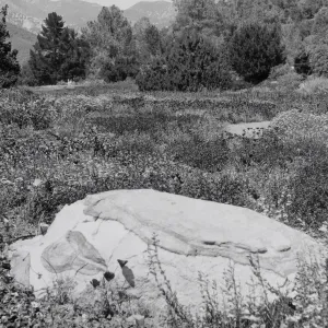 Meadow, SBBG