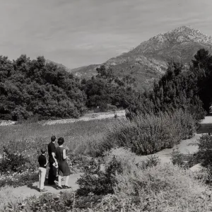 Meadow, SBBG