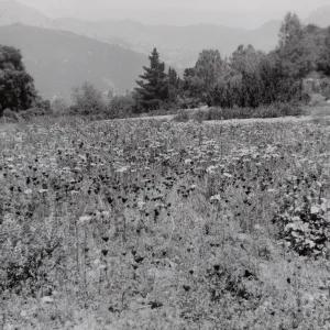 Meadow, SBBG