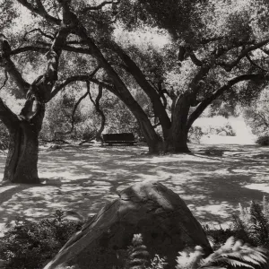 under the Meadow Oaks (Coastal Live Oak), SBBG