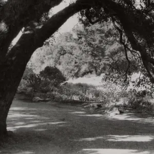 view through the Meadow Oaks, SBBG