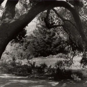 Meadow Oaks, SBBG