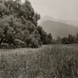 Meadow Oaks, SBBG