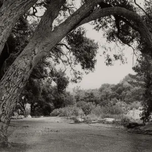 arching canopy of Quercus agrifoila (Coastal Live Oak) , Meadow Oaks, SBBG
