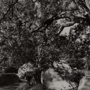 Meadow Oaks, SBBG